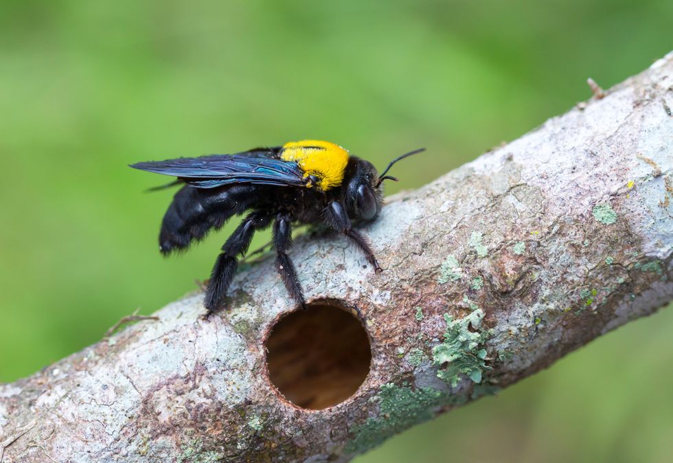 Wet tobacco on a bee sting? These are the weirdest Southern remedies you've  heard