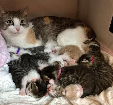 Cat hot sale adopts kitten