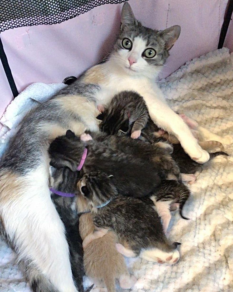 cat mom nursing kittens