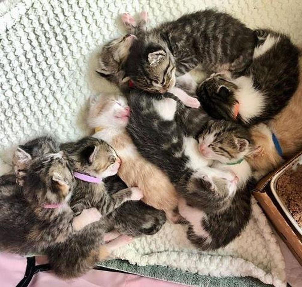 ten sleeping kittens