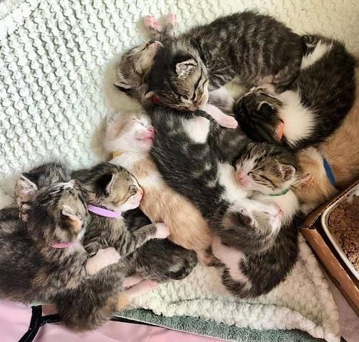 ten sleeping kittens