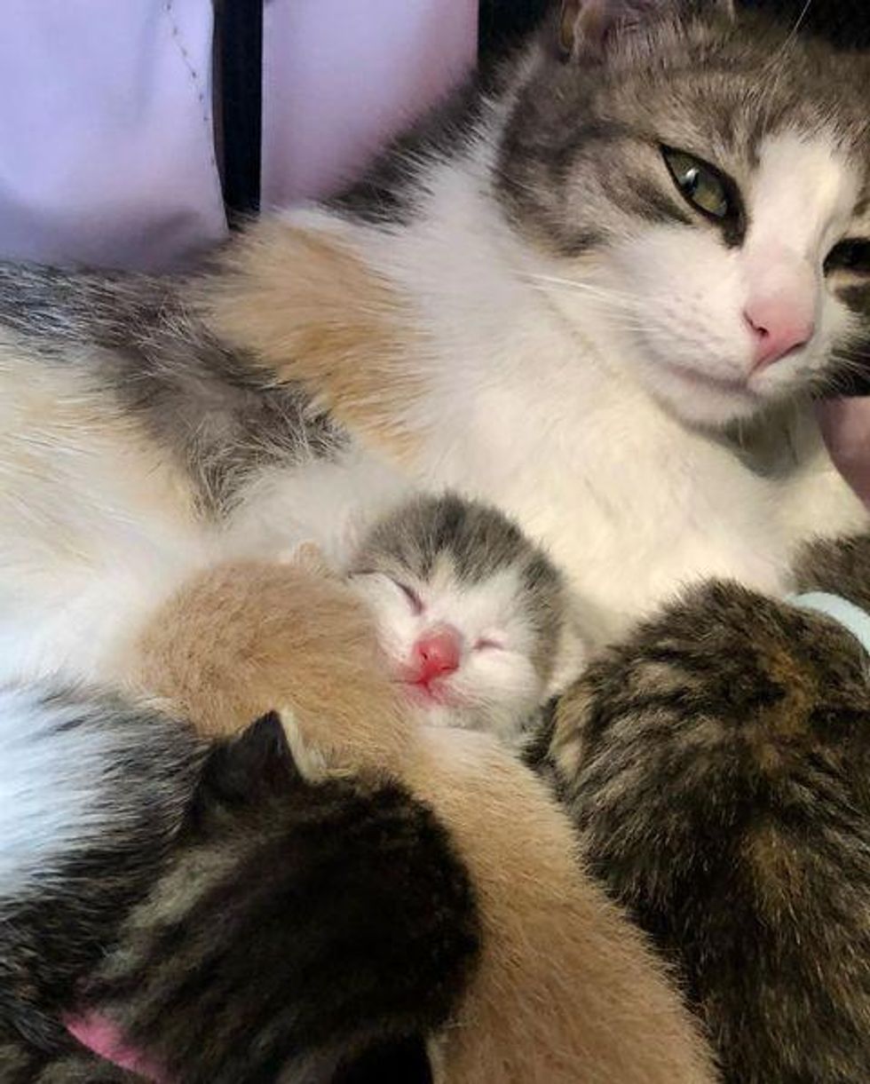 loving cat mom