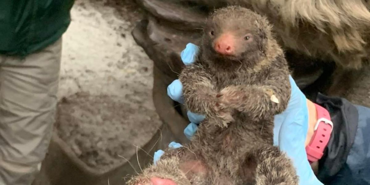 Zoo in Florida captures adorable moment when a baby sloth meets his dad for the first time