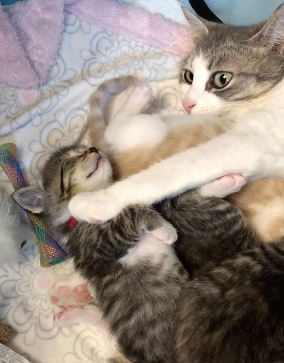 cat hugs kittens