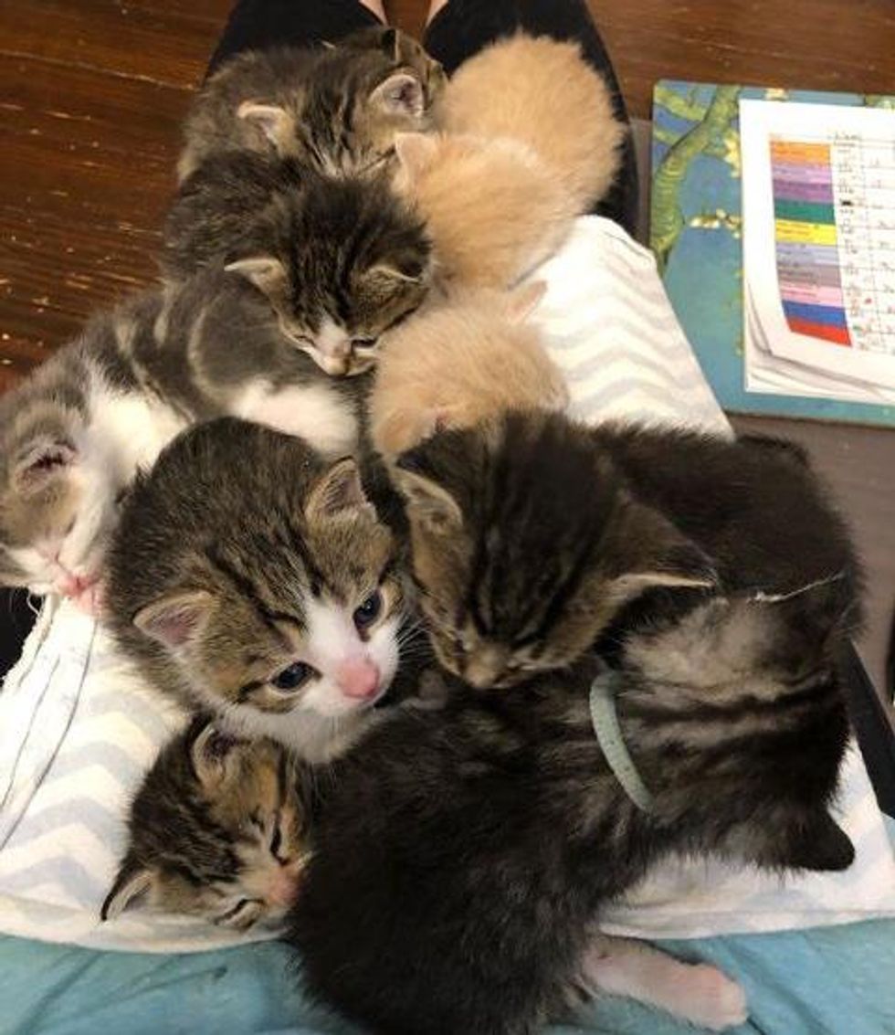 full lap of kittens