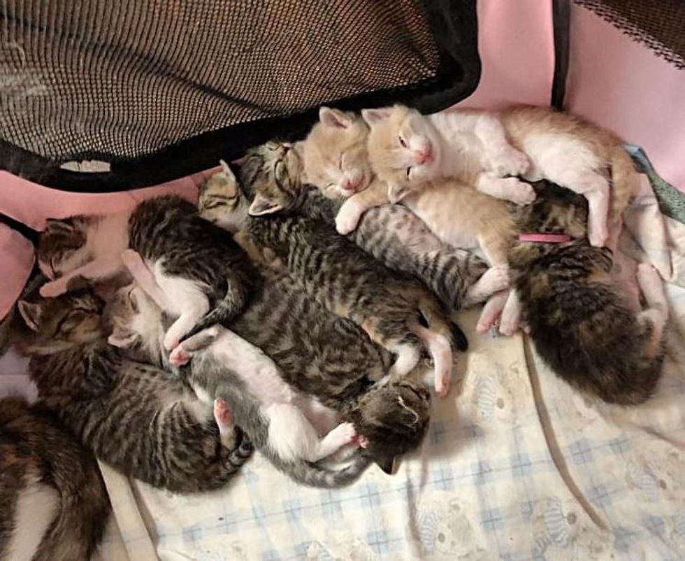 snuggle puddle kittens