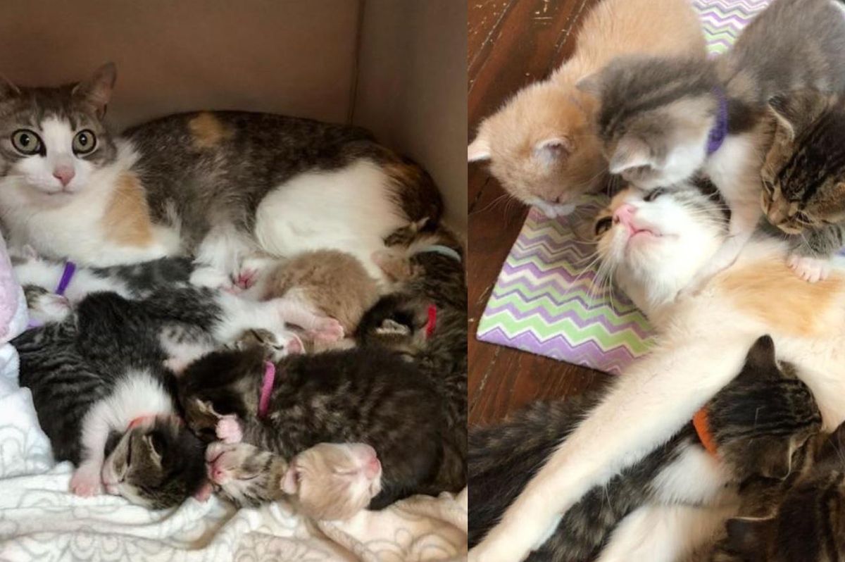 Stray Cat Adopts a Litter of Kittens and Raises Them Alongside Her Own
