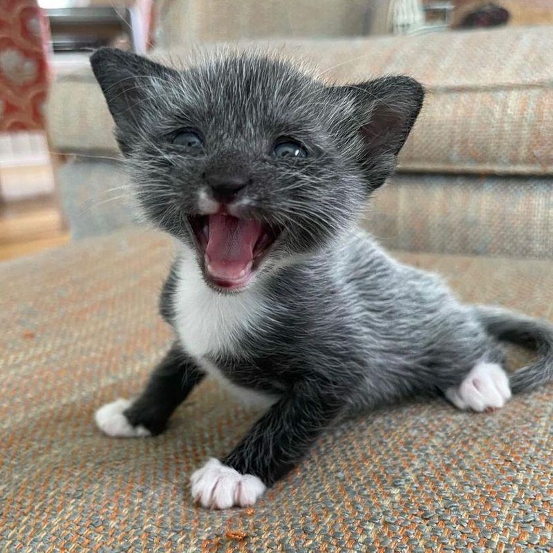 salt and pepper fur kitten