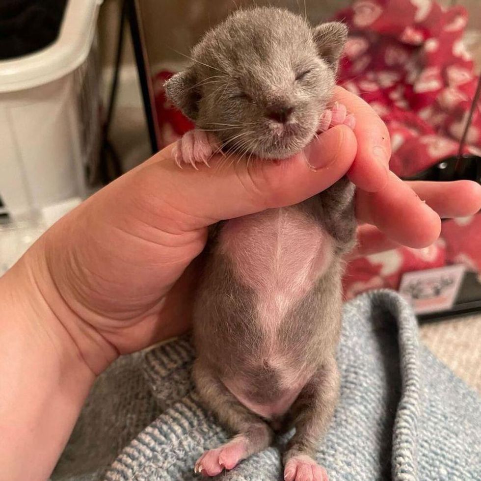 preemie kitten tiny