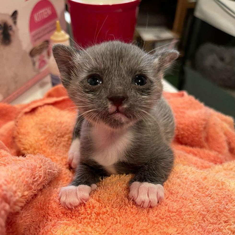 fever coat tuxedo kitten