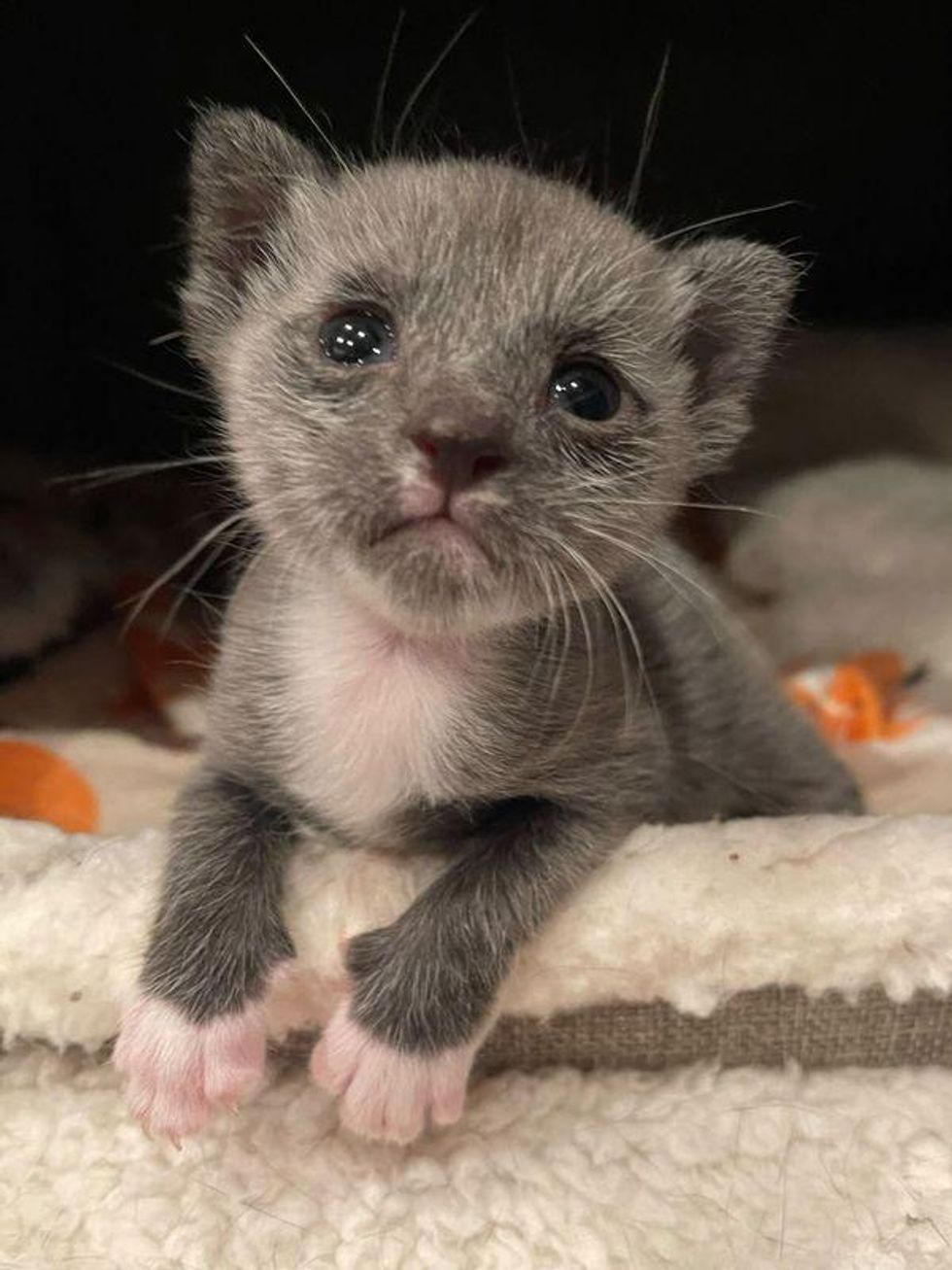 tiny preemie kitten