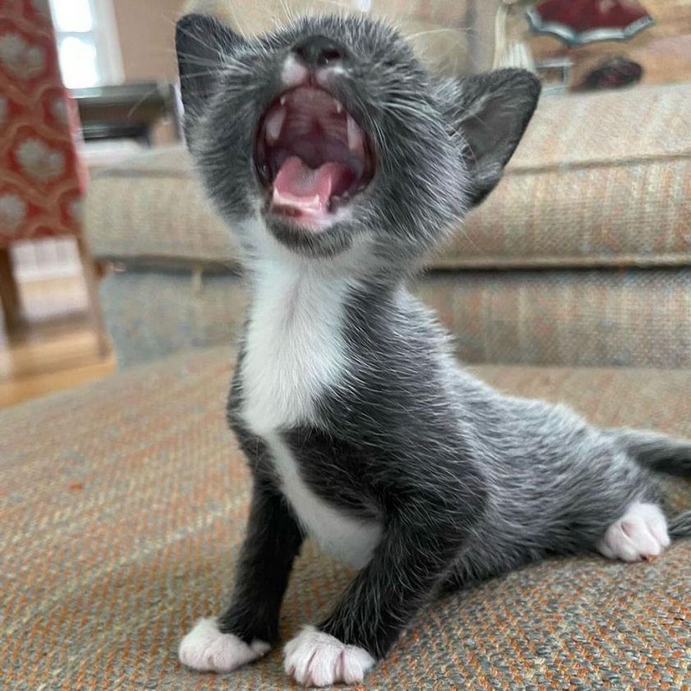 screaming kitten