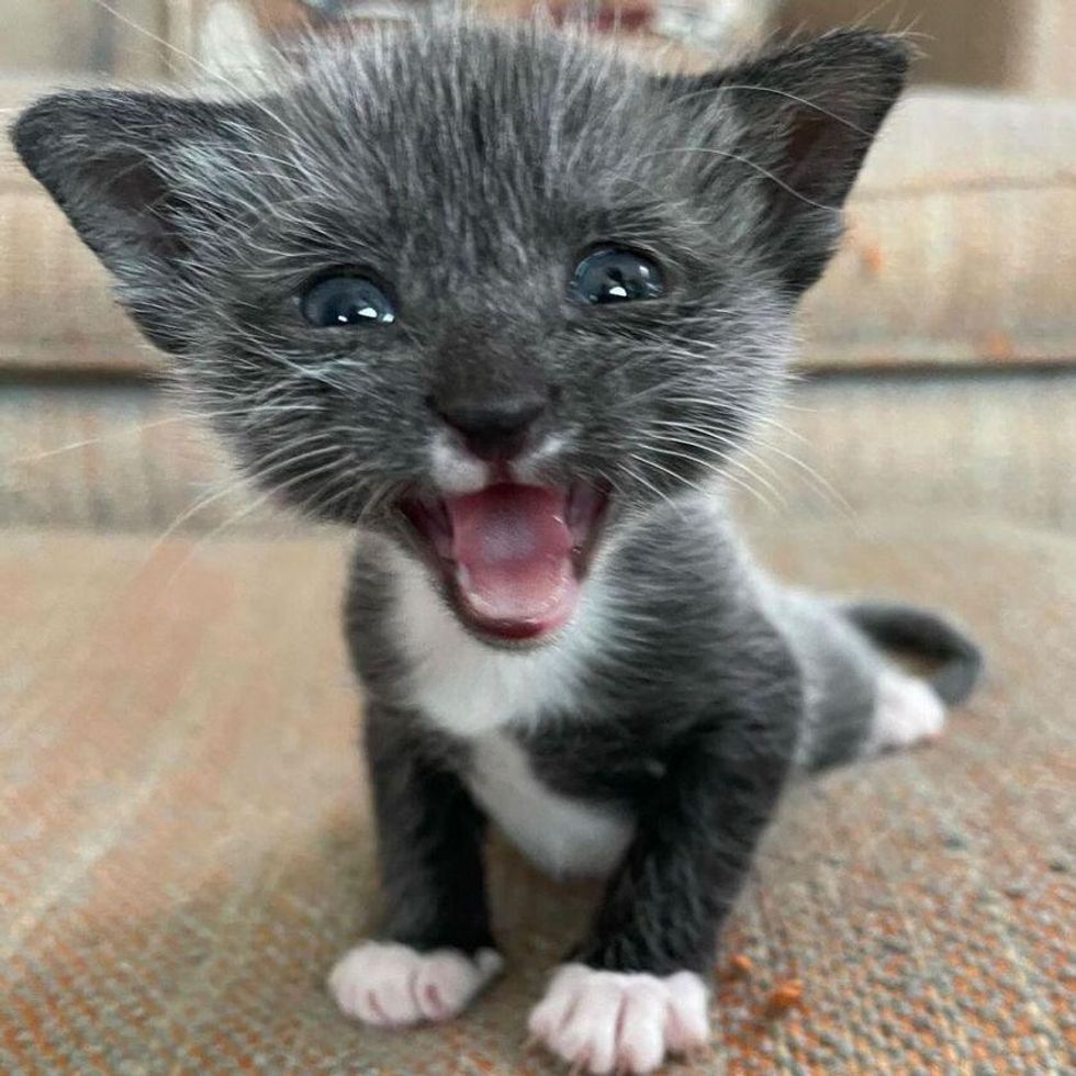 talkative kitten