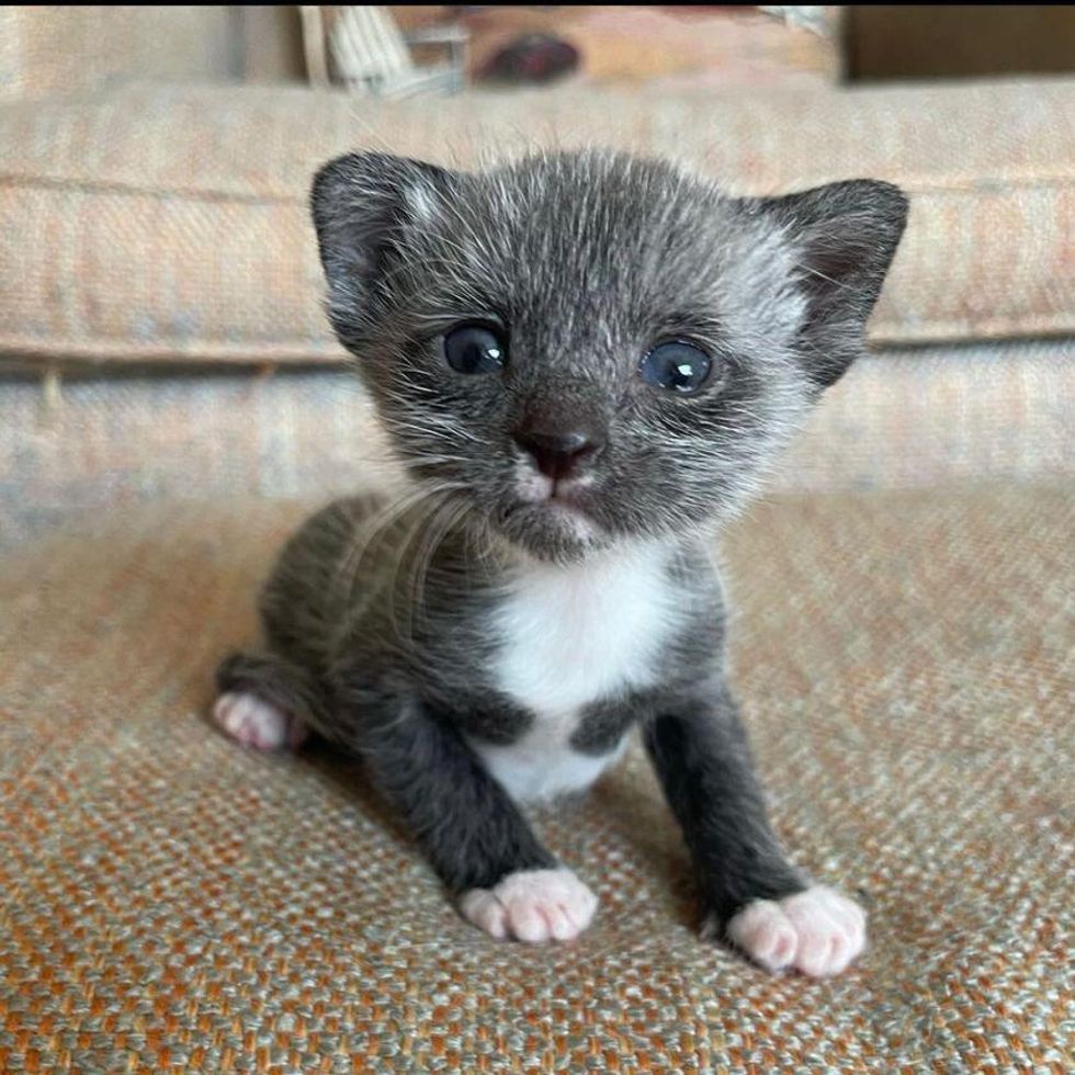 salt and pepper fur kitten