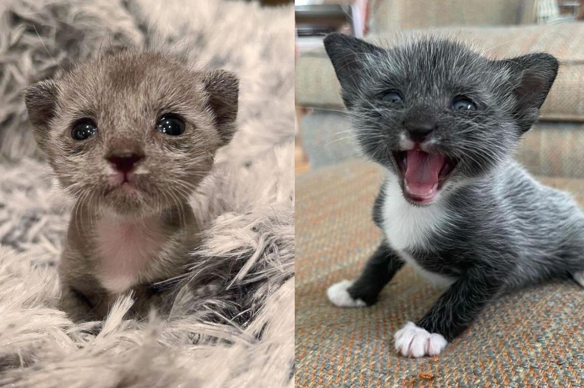 Kitten Arrives as Miniature Wonder Turns into Sweet Young Cat with Salt-and-pepper Fur