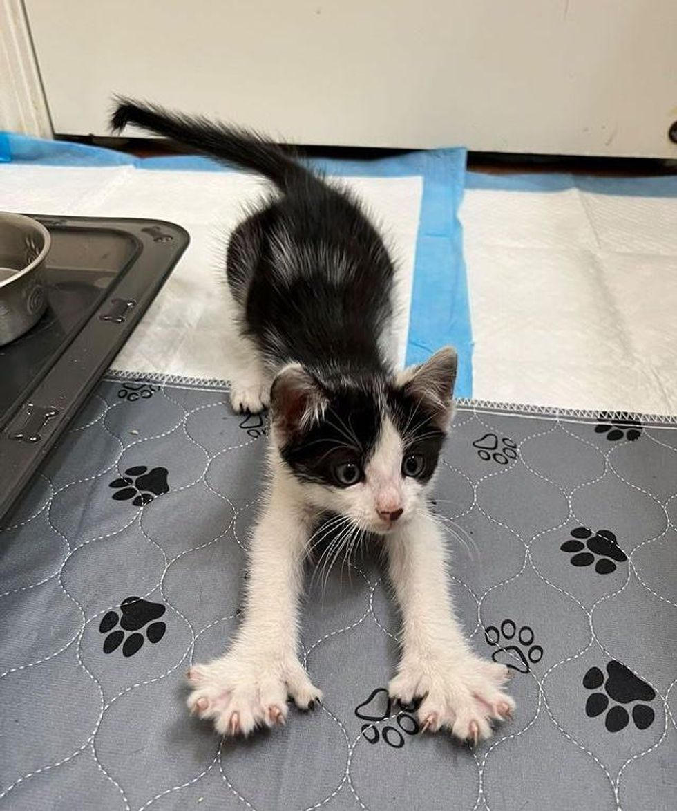 kitten stretching