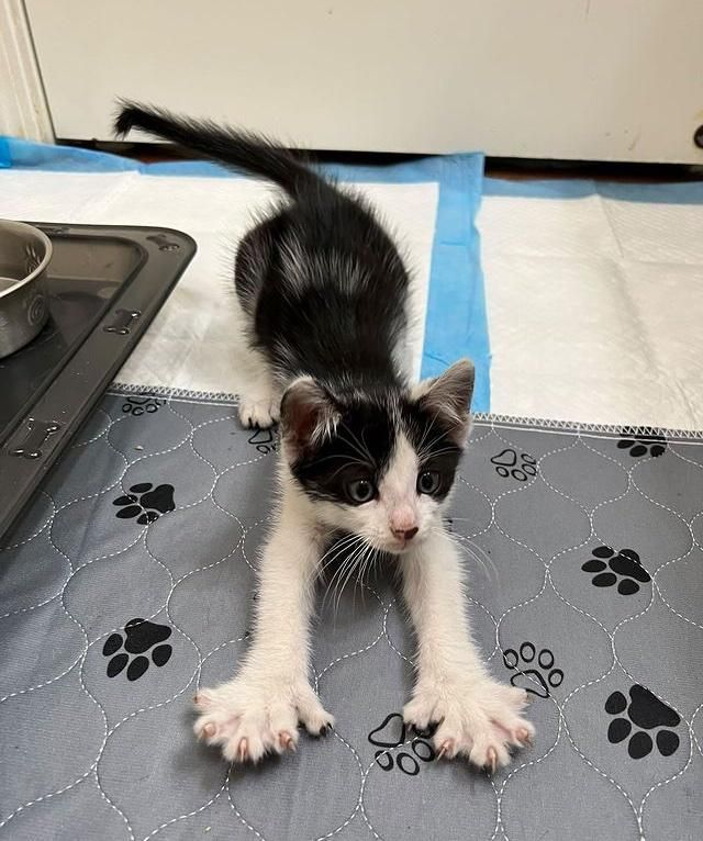 kitten stretching