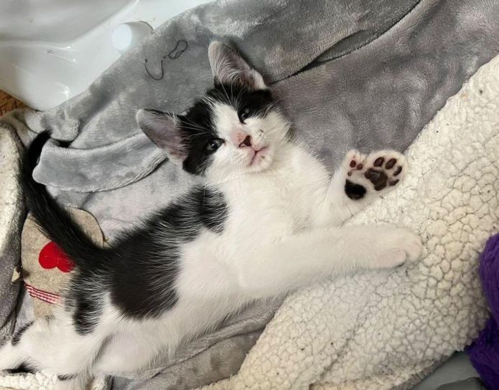 kitten with extra toes, paws