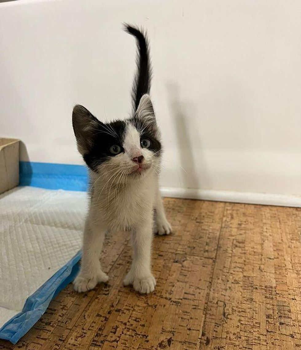 stray kitten with thumbs