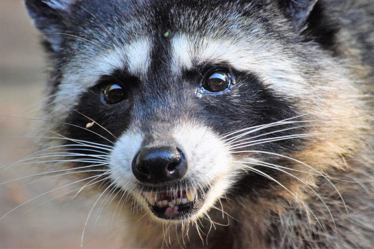 the dodo raccoon, the dodo raccoon mom trash can 