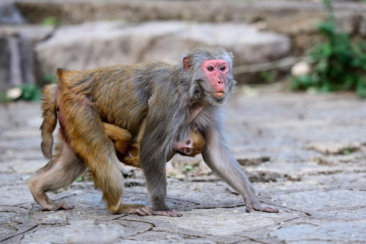 Primo caso di vaiolo delle scimmie. Al via gli allarmismi anche in Italia