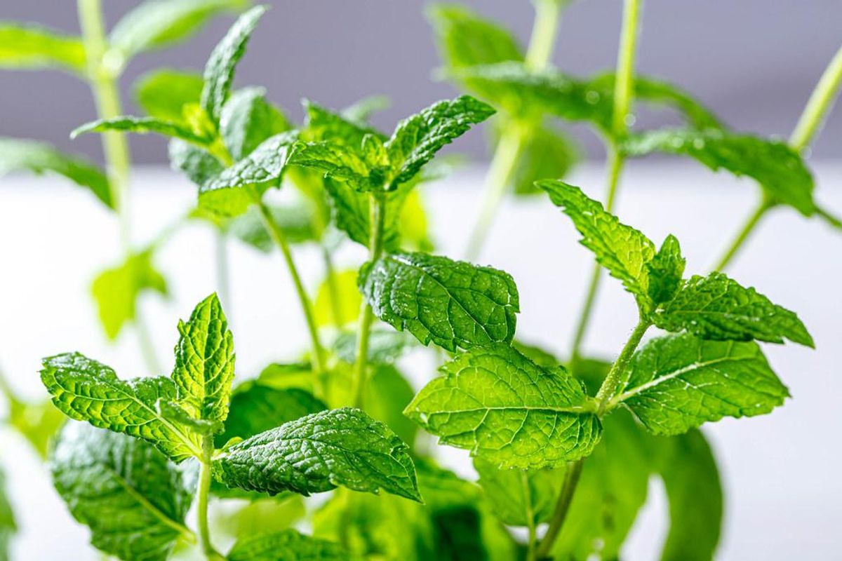 Welcome To Wonkette Happy Hour, With This Week's Cocktail, The Mint Julep!