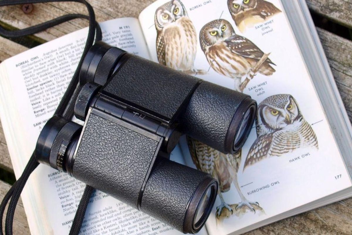 bird watching, christian cooper, extraordinary birder, birds