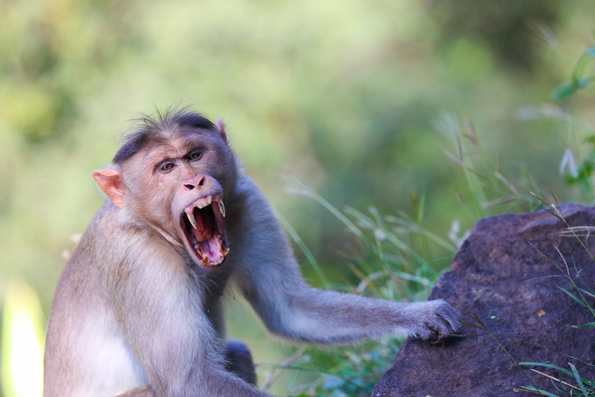 Sanitocrazia scatenata: tocca alle scimmie