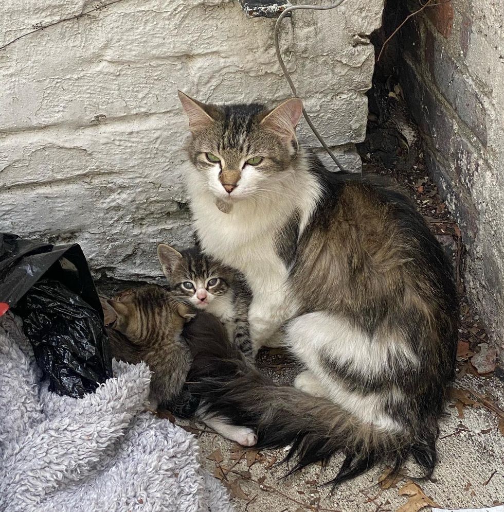 cat kittens abandoned