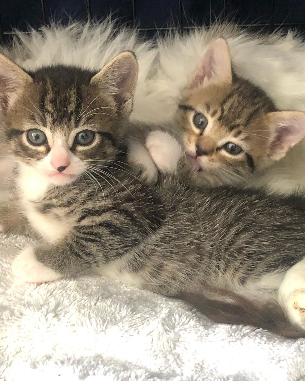 tabby kittens