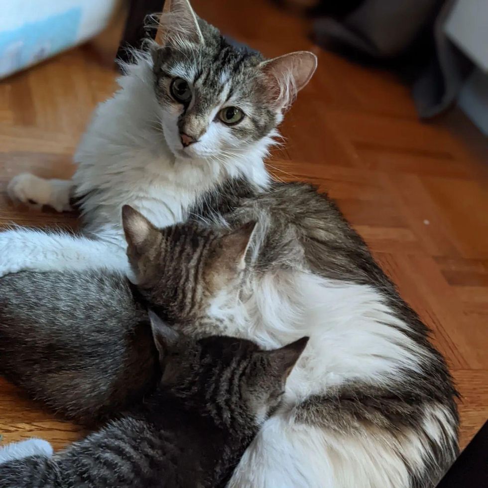 cat nursing kittens