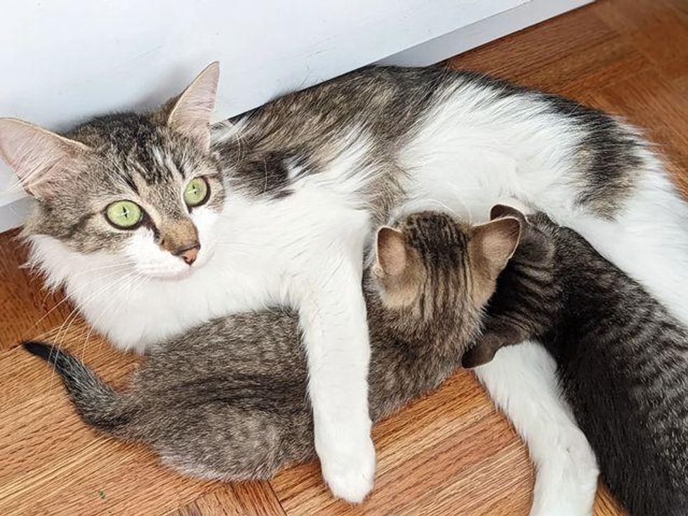 cat nursing kittens