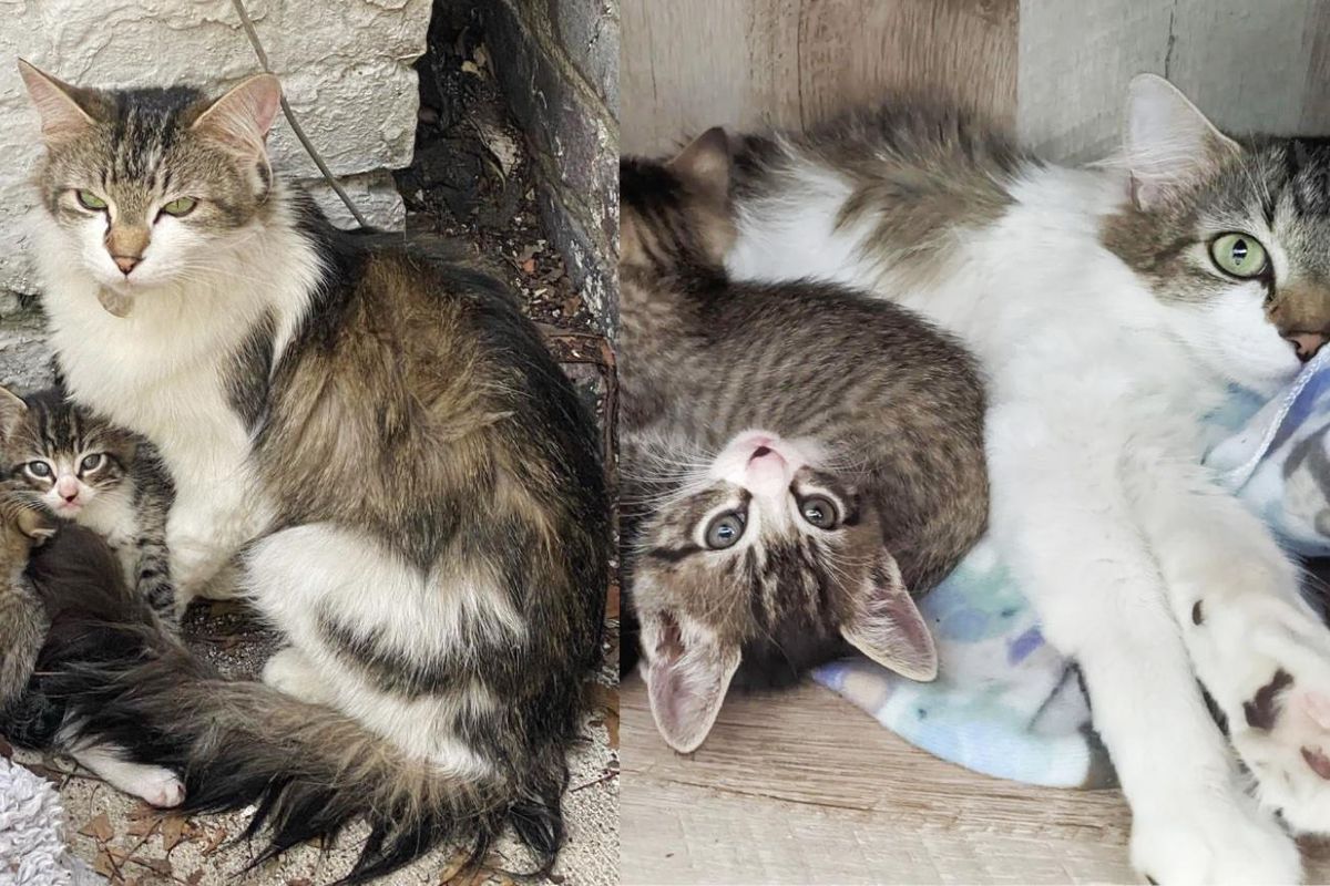 Cat Comes Up to Kind People that Found Her with Kittens, and Decides to Trust and Chirp Happily One Day