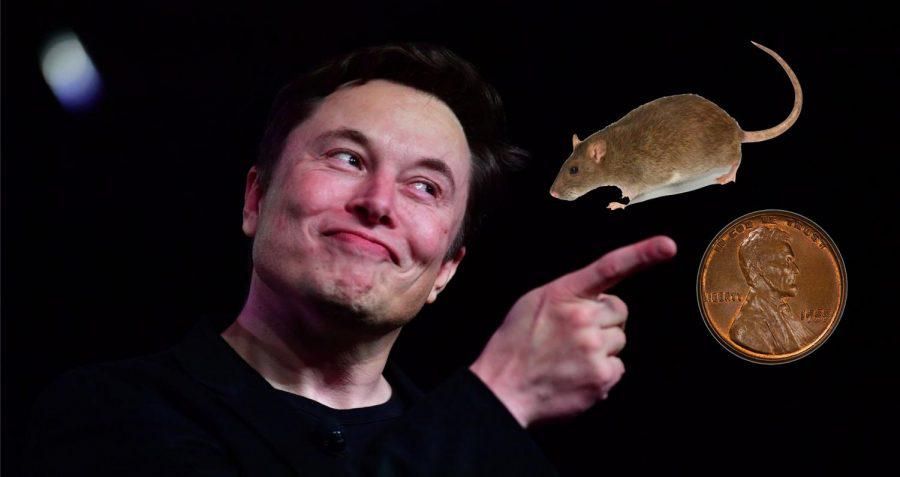 RatCoin Elon Musk's Cryptocurrency Owns The World 2022