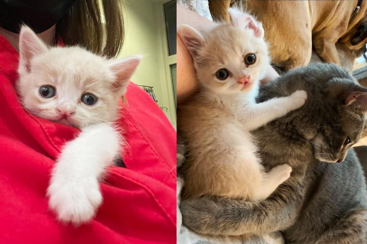Kitten with Cleft Lip Found Outside an Office Building and Determined to Never Be Alone Again