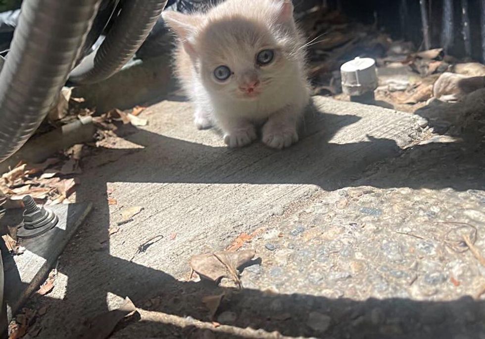 stray kitten cleft lip