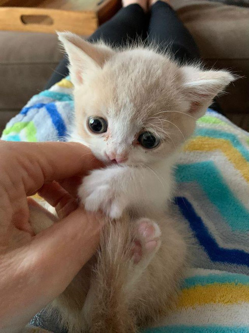 lap kitten cleft lip