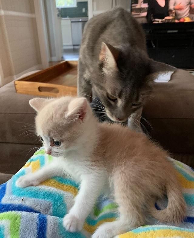 kitten cat lap