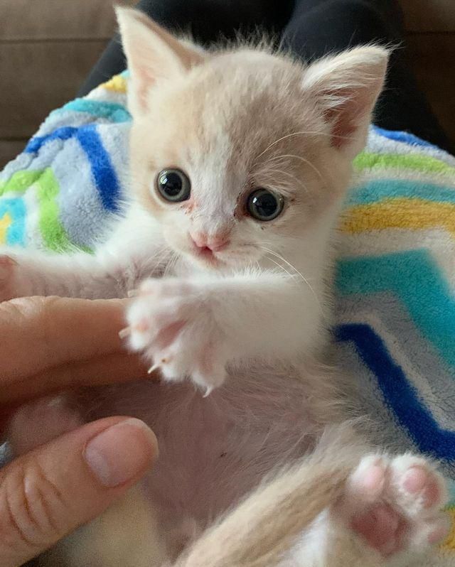 cleft lip kitten lap