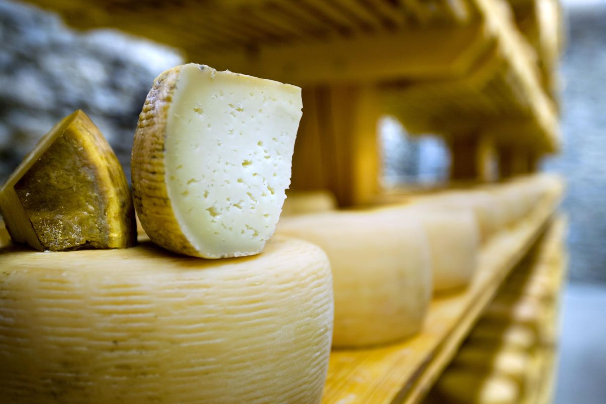 Pecorino. L’«italcacio» che sfida a casa sua il Parmigiano reggiano