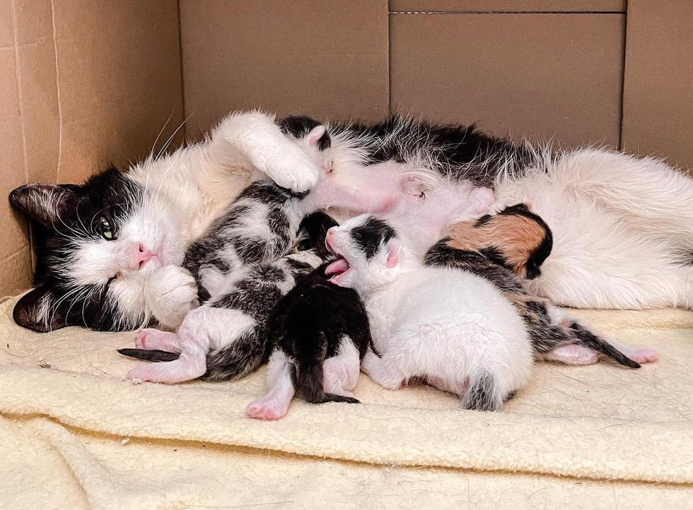 cat nursing kittens