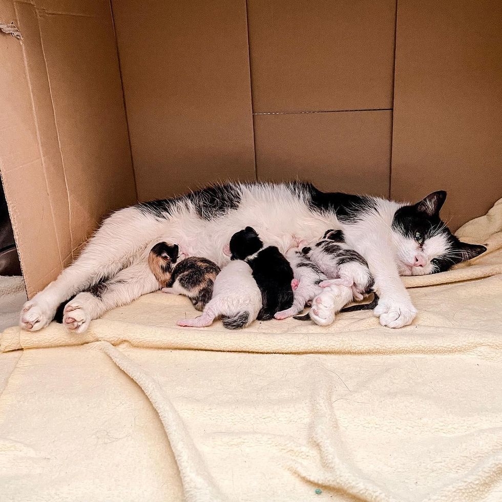 cat mom nursing