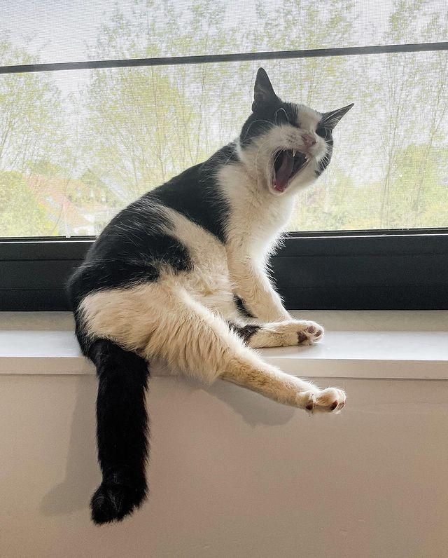 cat by window