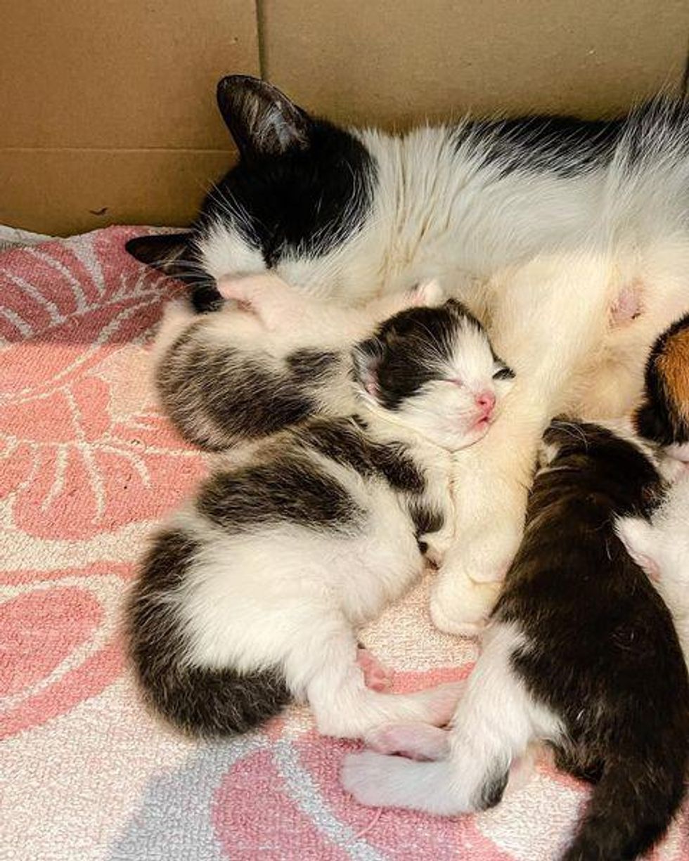 cat snuggles kittens