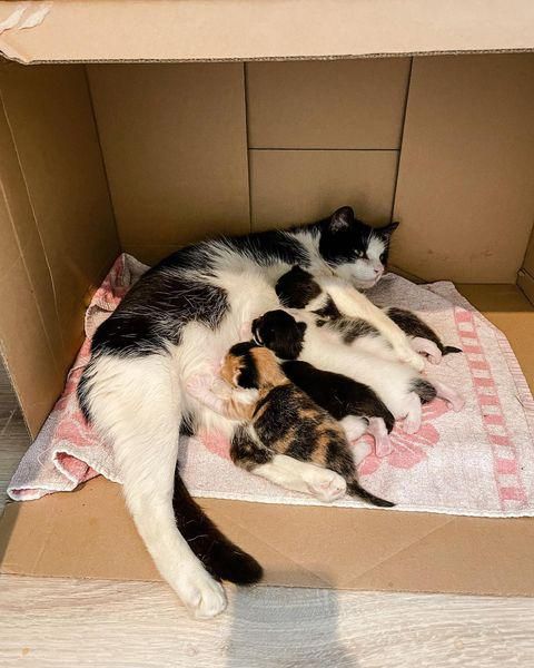 cat nursing kittens