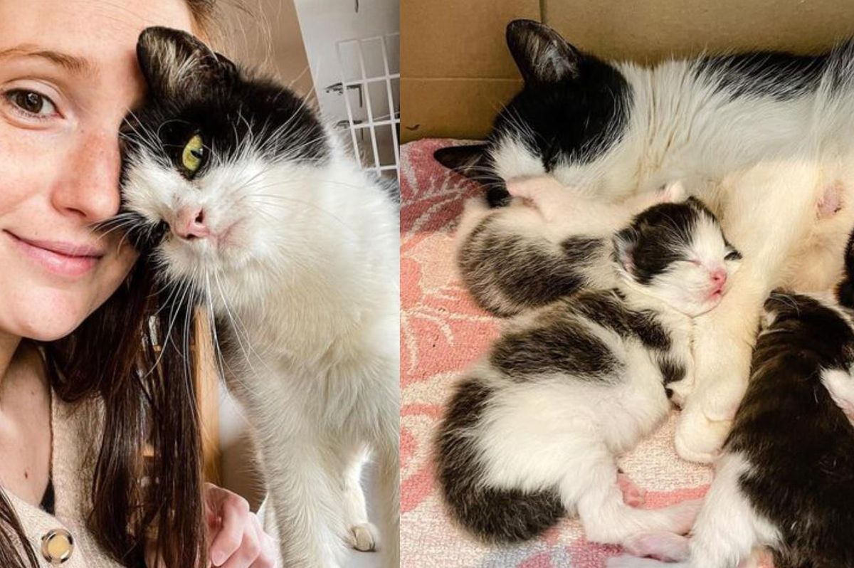 Cat 'Thanks' Woman Who Opens the Door for Her Kittens After She's Lived Outside All Her Life
