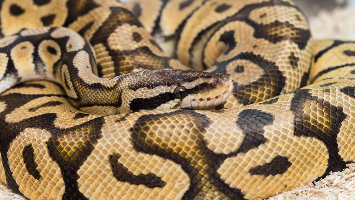 Large python found hanging around deep fryer at Sonic in Georgia