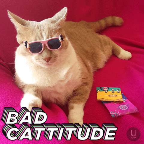 gif of cat wearing sunglasses with the legend, "Bad Cattitude."
