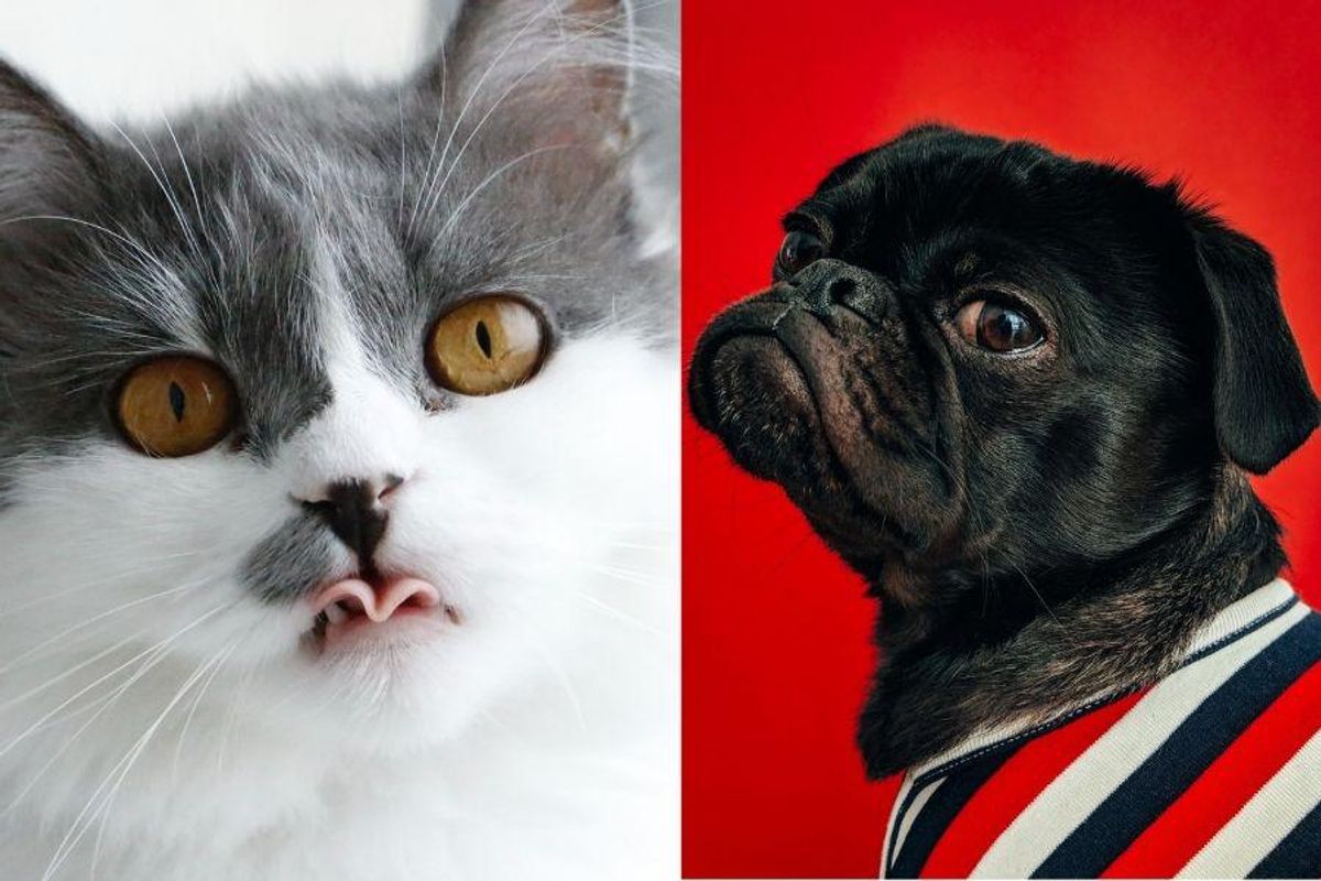 a cat with its tongue out; a black pug in a sweater