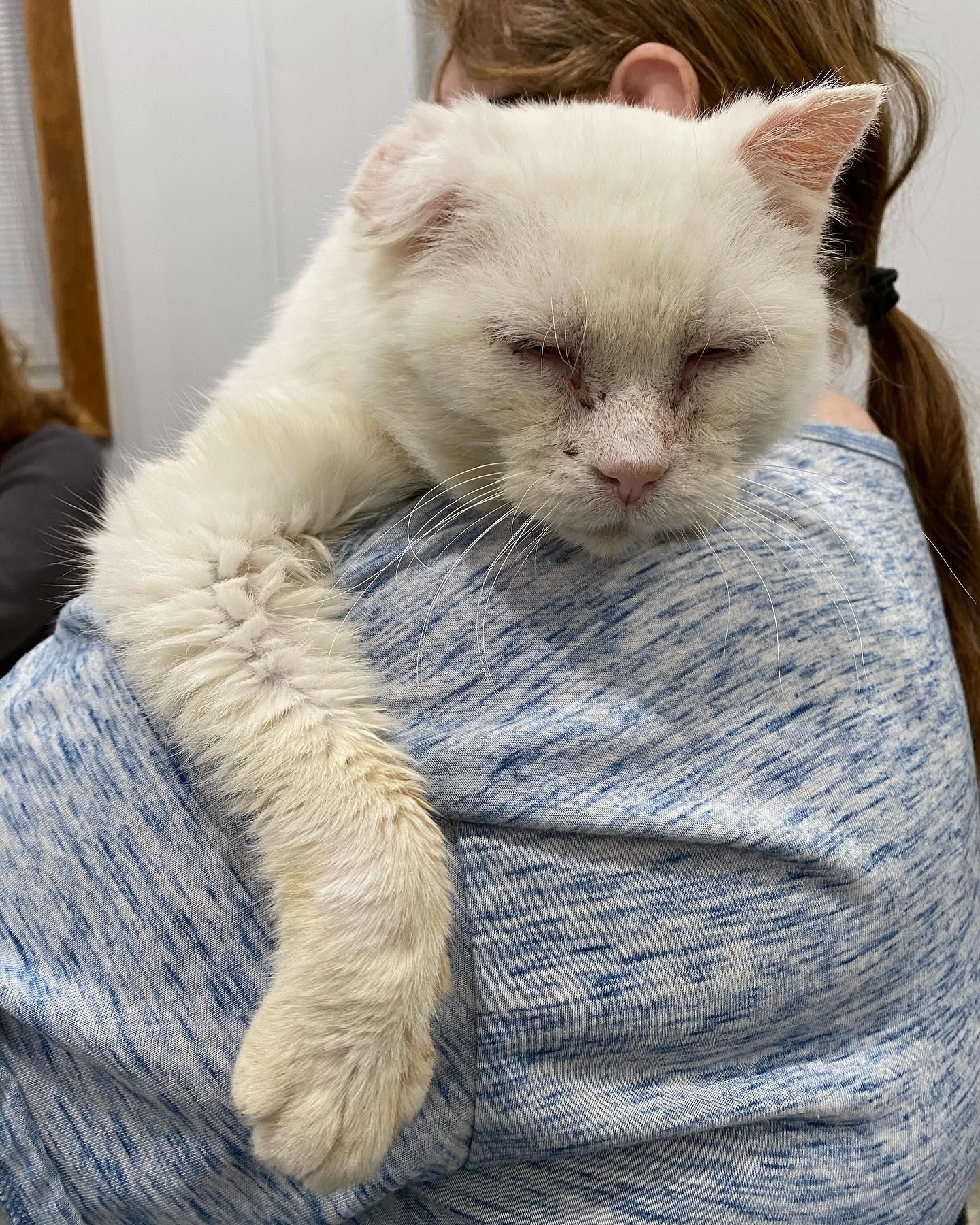 Katze kuschelt
